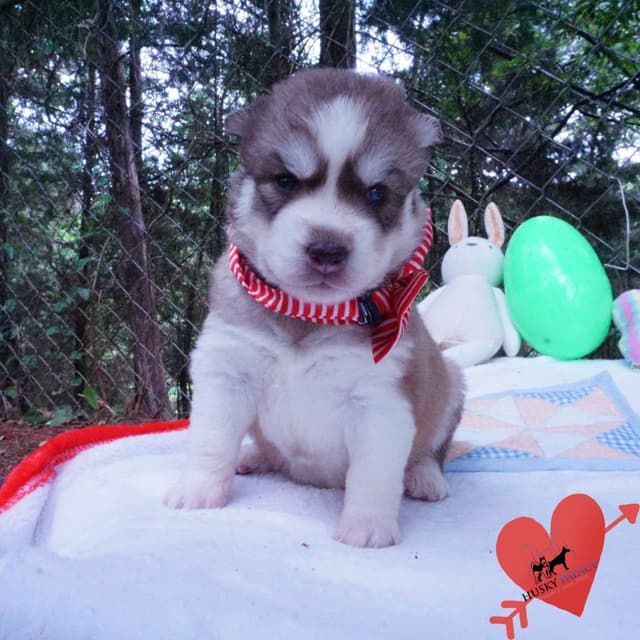$600 Black/white Siberian Husky Puppy  - Husky Palace media 4