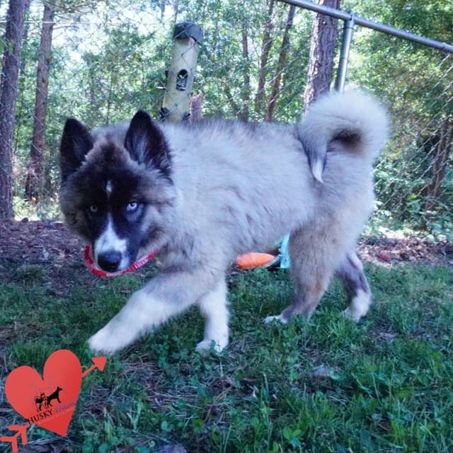 $200 VIDEO Agouti Siberian Husky Puppy - Embark & OFA media 8