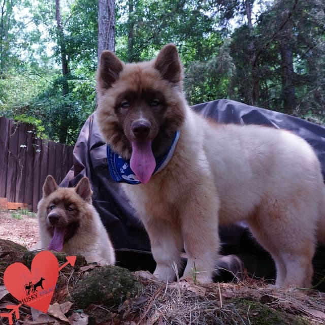 $200 VIDEO Agouti Siberian Husky Puppy - Embark & OFA media 9