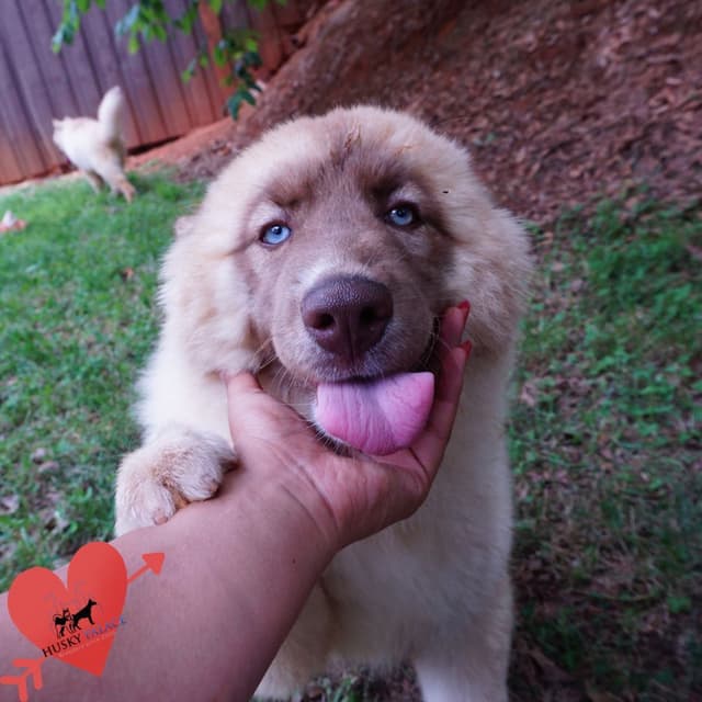 $200 VIDEO Agouti Siberian Husky Puppy - Embark & OFA media 10