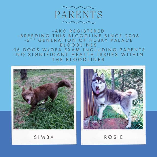 Red/white, Brown/whites, and White Husky Puppies OFA Tested Parents media 7