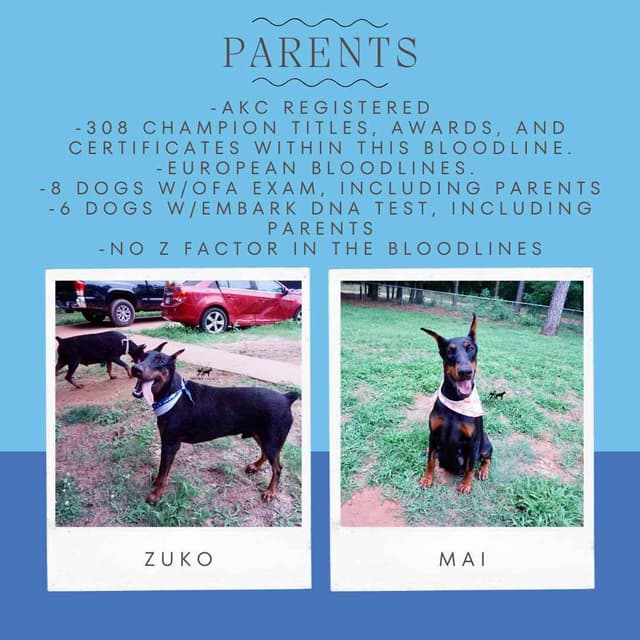 Video Euro & Champion Bloodlines Doberman Puppies OFA & Embark tested media 12