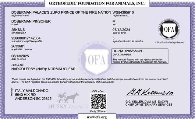 Video Euro & Champion Bloodlines Doberman Puppies OFA & Embark tested media 13
