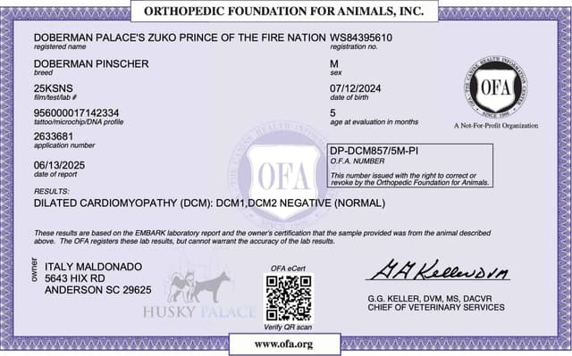 Video Euro & Champion Bloodlines Doberman Puppies OFA & Embark tested media 14