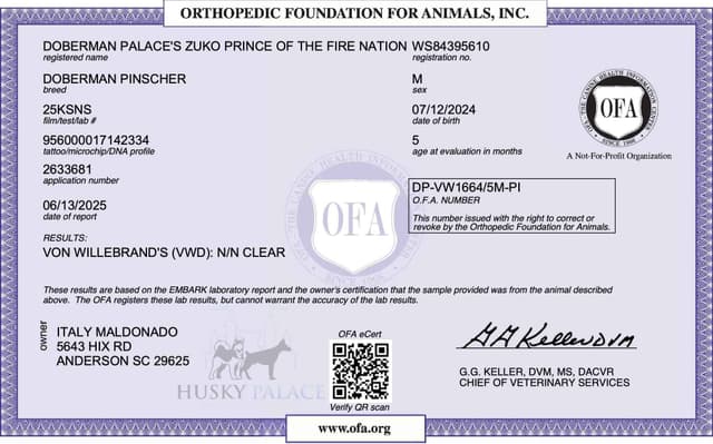 Video Euro & Champion Bloodlines Doberman Puppies OFA & Embark tested media 15
