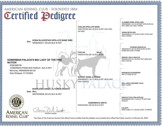 Video Euro & Champion Bloodlines Doberman Puppies OFA & Embark tested media 19
