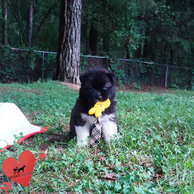 $600 Black/white Siberian Husky Puppy  - Husky Palace media 5