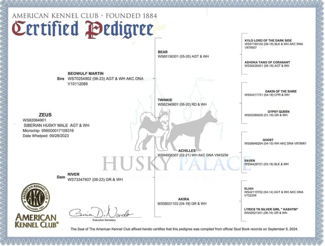 $600 Black/white Siberian Husky Puppy  - Husky Palace media 9
