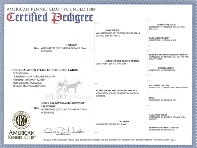 $600 Black/white Siberian Husky Puppy  - Husky Palace media 11