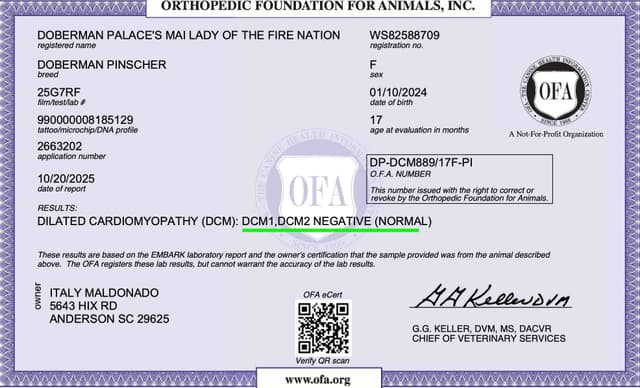 Video Euro & Champion Bloodlines Doberman Puppies OFA & Embark tested media 21