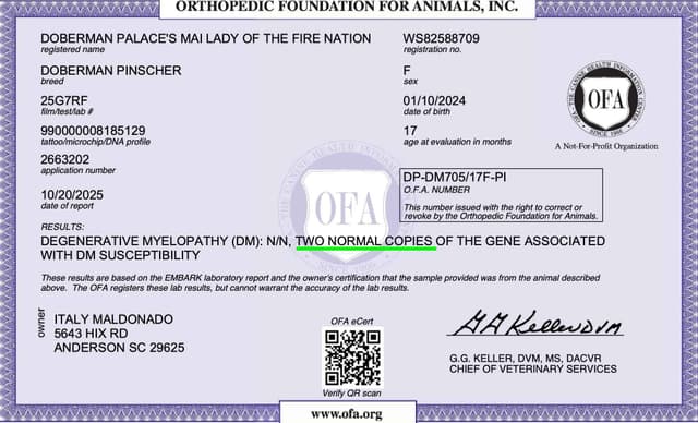 Video Euro & Champion Bloodlines Doberman Puppies OFA & Embark tested media 25