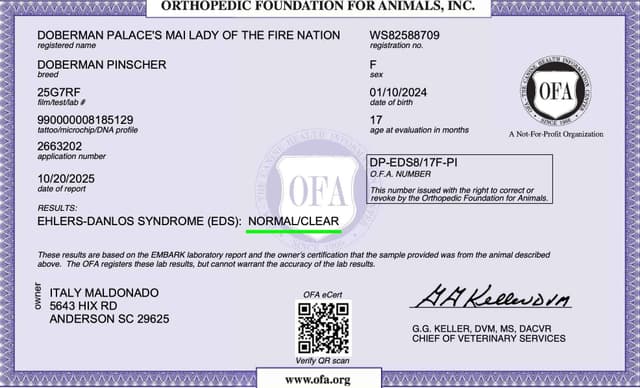 Video Euro & Champion Bloodlines Doberman Puppies OFA & Embark tested media 22