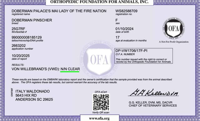 Video Euro & Champion Bloodlines Doberman Puppies OFA & Embark tested media 24