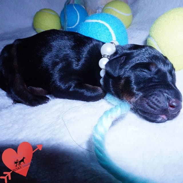 Video Euro & Champion Bloodlines Doberman Puppies OFA & Embark tested media 28