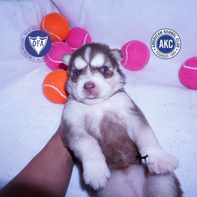 Red/white, Brown/whites, and White Husky Puppies OFA Tested Parents media 12