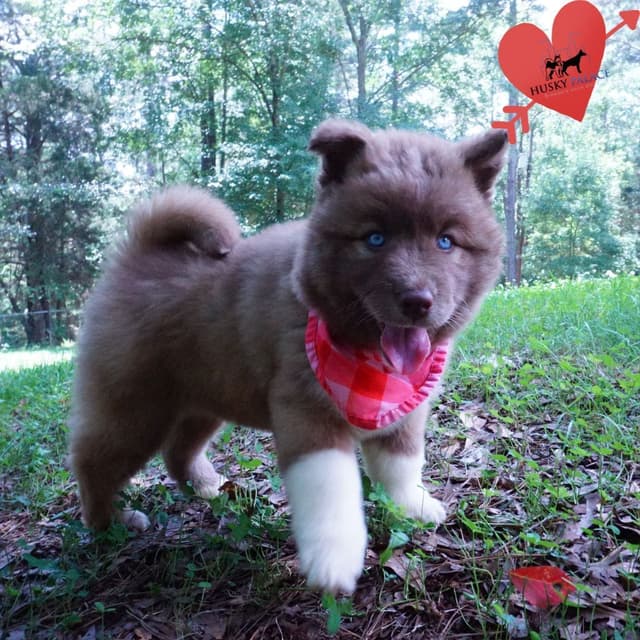 $600 Black/white Siberian Husky Puppy  - Husky Palace media 12