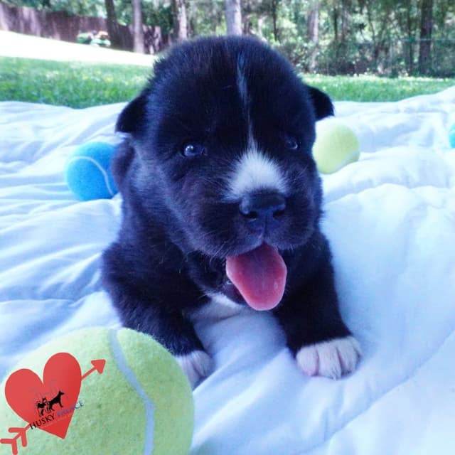 Black/whites, Brown/white, Agouti, & Solid Black Siberian Husky Pups media 18