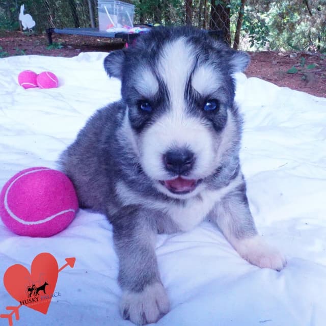 Black/whites, Brown/white, Agouti, & Solid Black Siberian Husky Pups media 3
