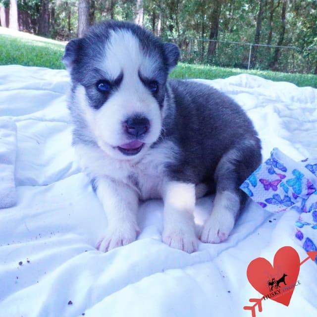Black/whites, Brown/white, Agouti, & Solid Black Siberian Husky Pups media 2