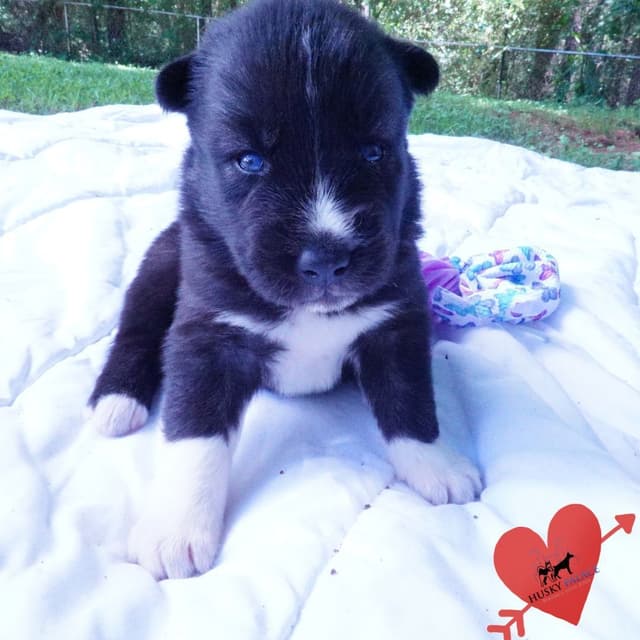 Black/whites, Brown/white, Agouti, & Solid Black Siberian Husky Pups media 17