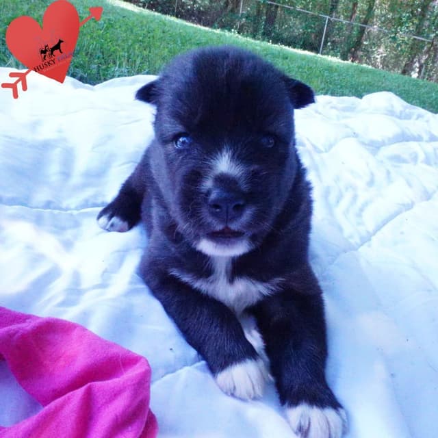 Black/whites, Brown/white, Agouti, & Solid Black Siberian Husky Pups media 4