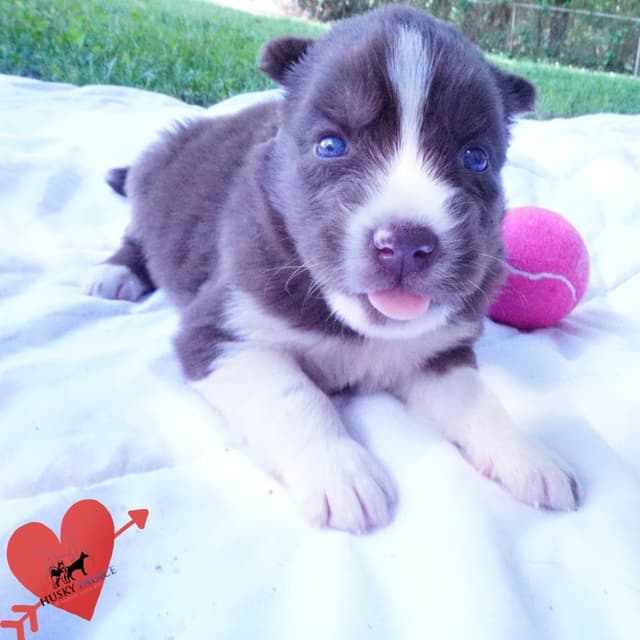 Black/whites, Brown/white, Agouti, & Solid Black Siberian Husky Pups media 7