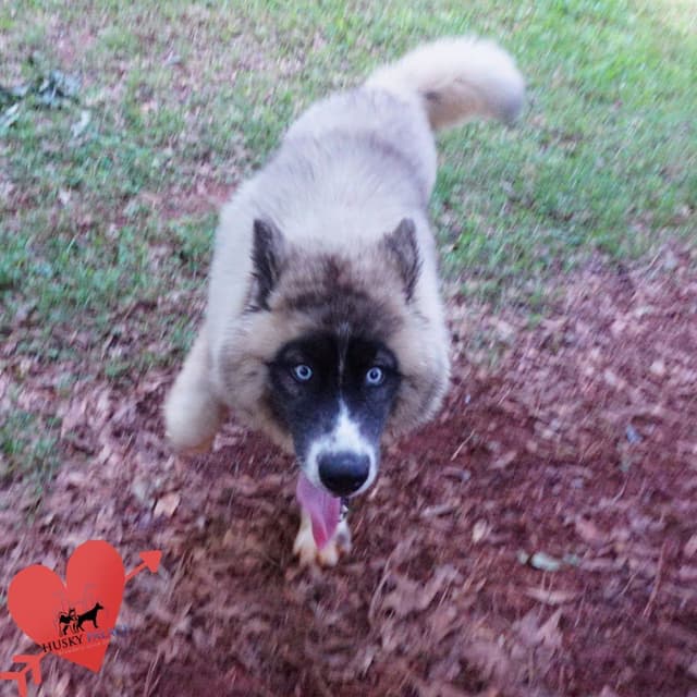 $200 VIDEO Agouti Siberian Husky Puppy - Embark & OFA media 12