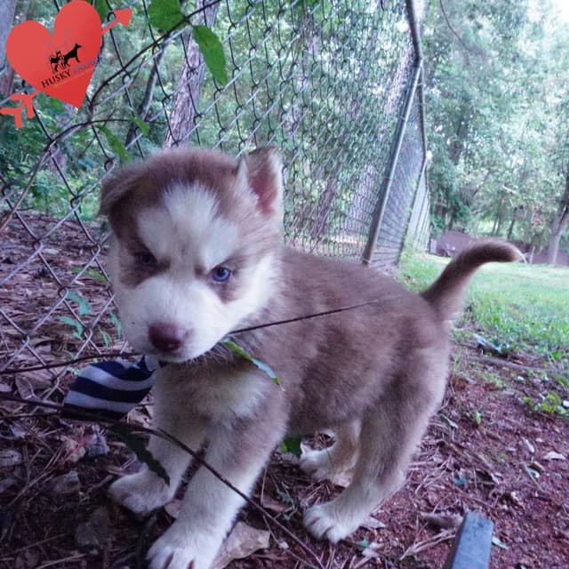 Red/white, Brown/whites, and White Husky Puppies OFA Tested Parents media 2