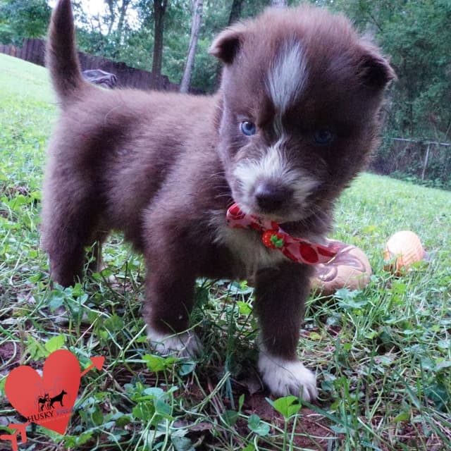 Red/white, Brown/whites, and White Husky Puppies OFA Tested Parents media 5