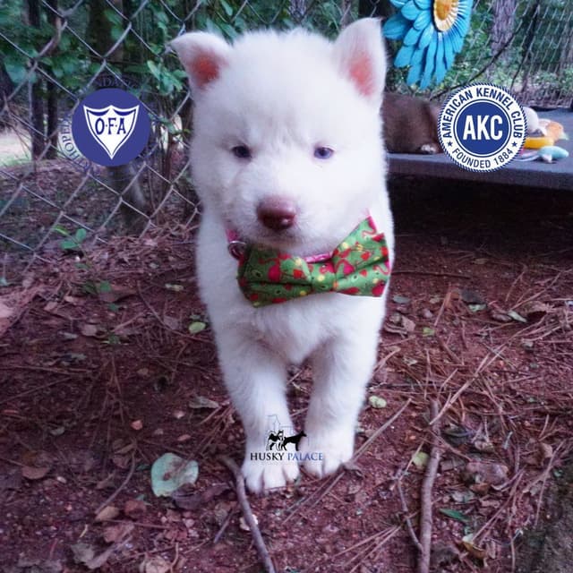 Red/white, Brown/whites, and White Husky Puppies OFA Tested Parents media 3