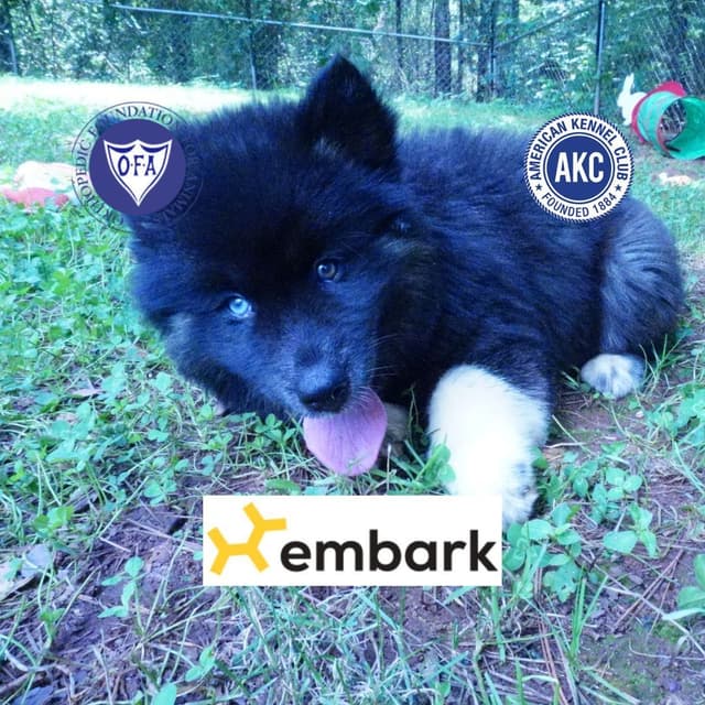 $600 Black/white Siberian Husky Puppy  - Husky Palace media 14
