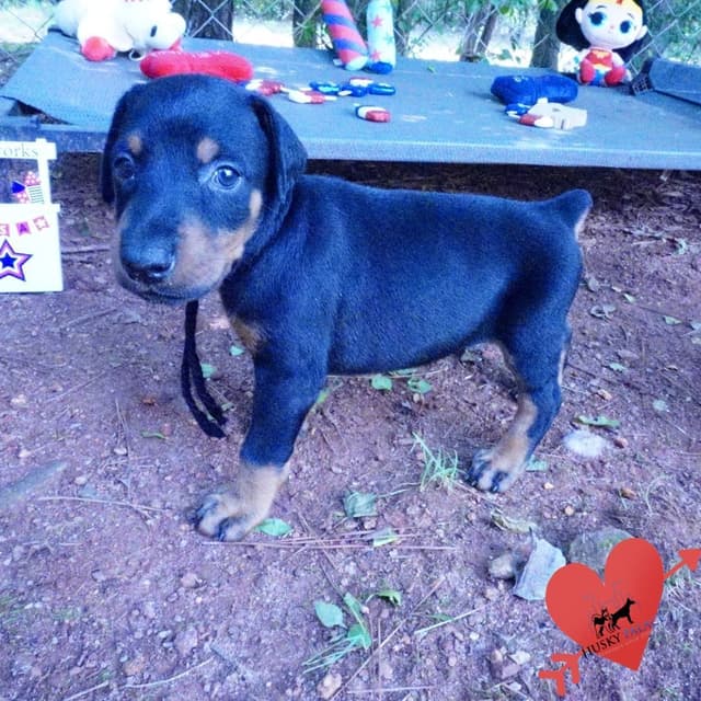 Video Euro & Champion Bloodlines Doberman Puppies OFA & Embark tested media 4