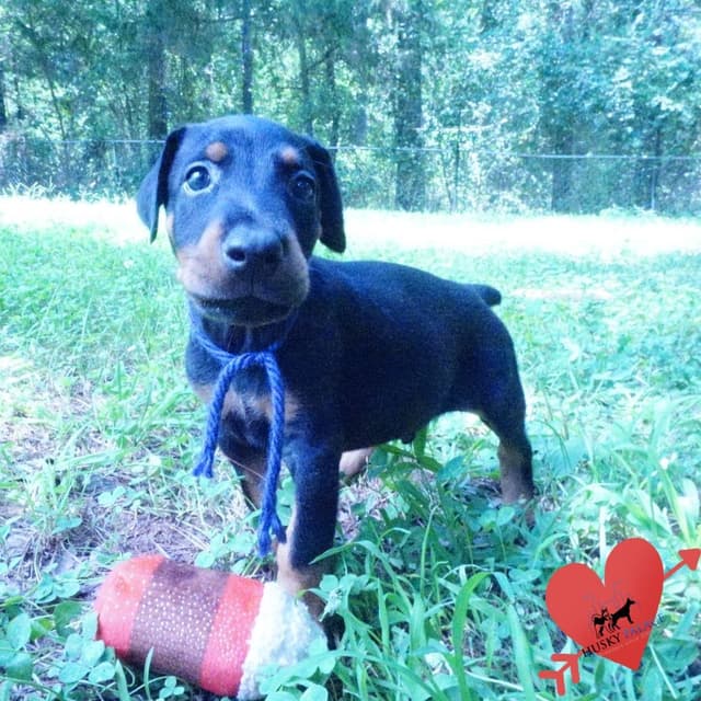 Video Euro & Champion Bloodlines Doberman Puppies OFA & Embark tested media 9