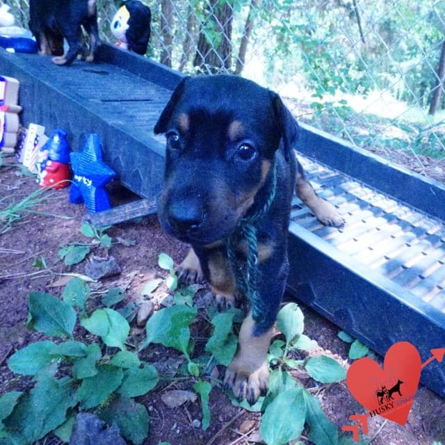 Video Euro & Champion Bloodlines Doberman Puppies OFA & Embark tested media 7