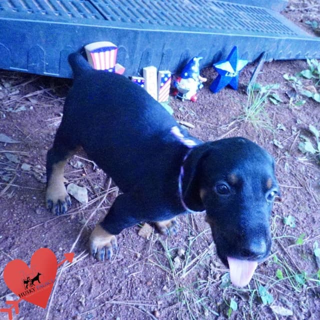 Video Euro & Champion Bloodlines Doberman Puppies OFA & Embark tested media 3