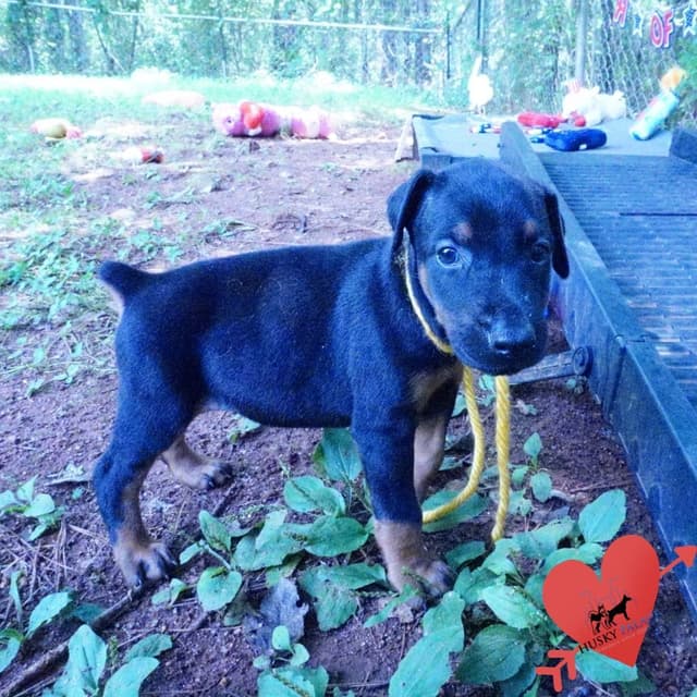 Video Euro & Champion Bloodlines Doberman Puppies OFA & Embark tested media 6