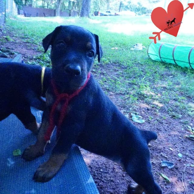 Video Euro & Champion Bloodlines Doberman Puppies OFA & Embark tested media 8