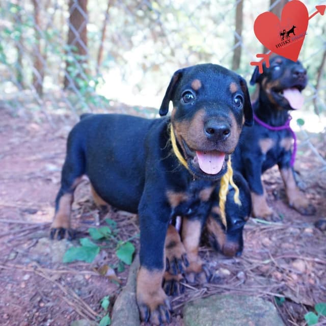 Video Euro & Champion Bloodlines Doberman Puppies OFA & Embark tested media 2
