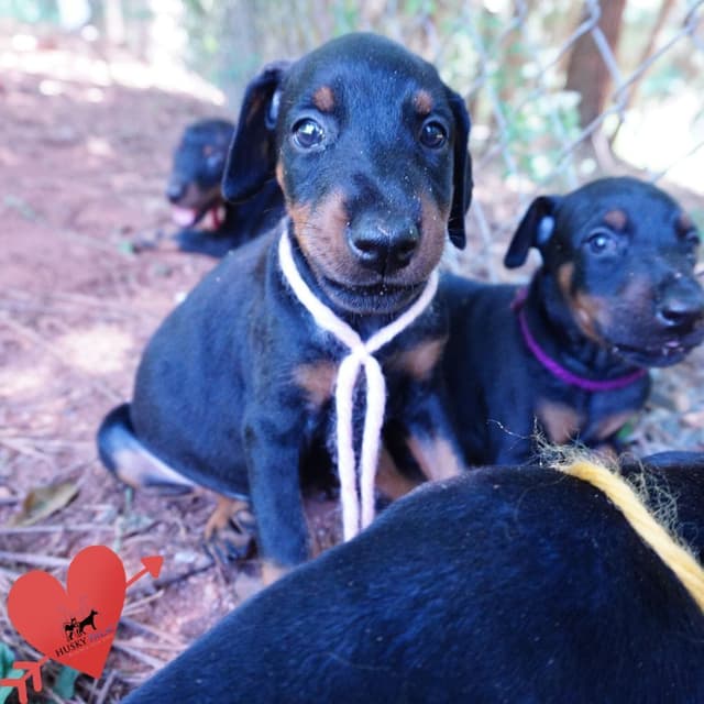 Video Euro & Champion Bloodlines Doberman Puppies OFA & Embark tested media 5