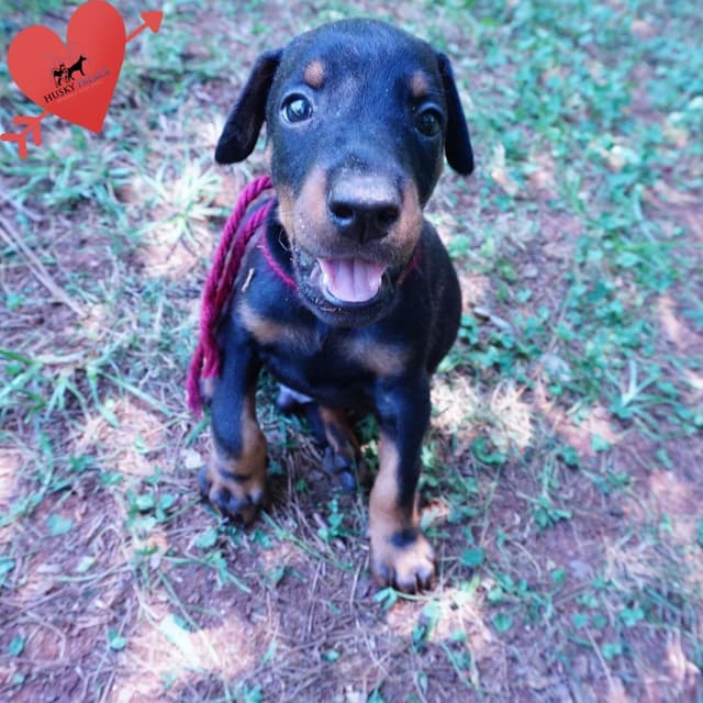 Video Euro & Champion Bloodlines Doberman Puppies OFA & Embark tested media 10