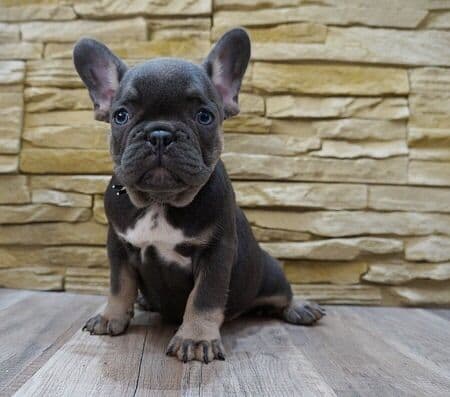 French Bulldog Puppies Blue's and Lilacs breeder image 6