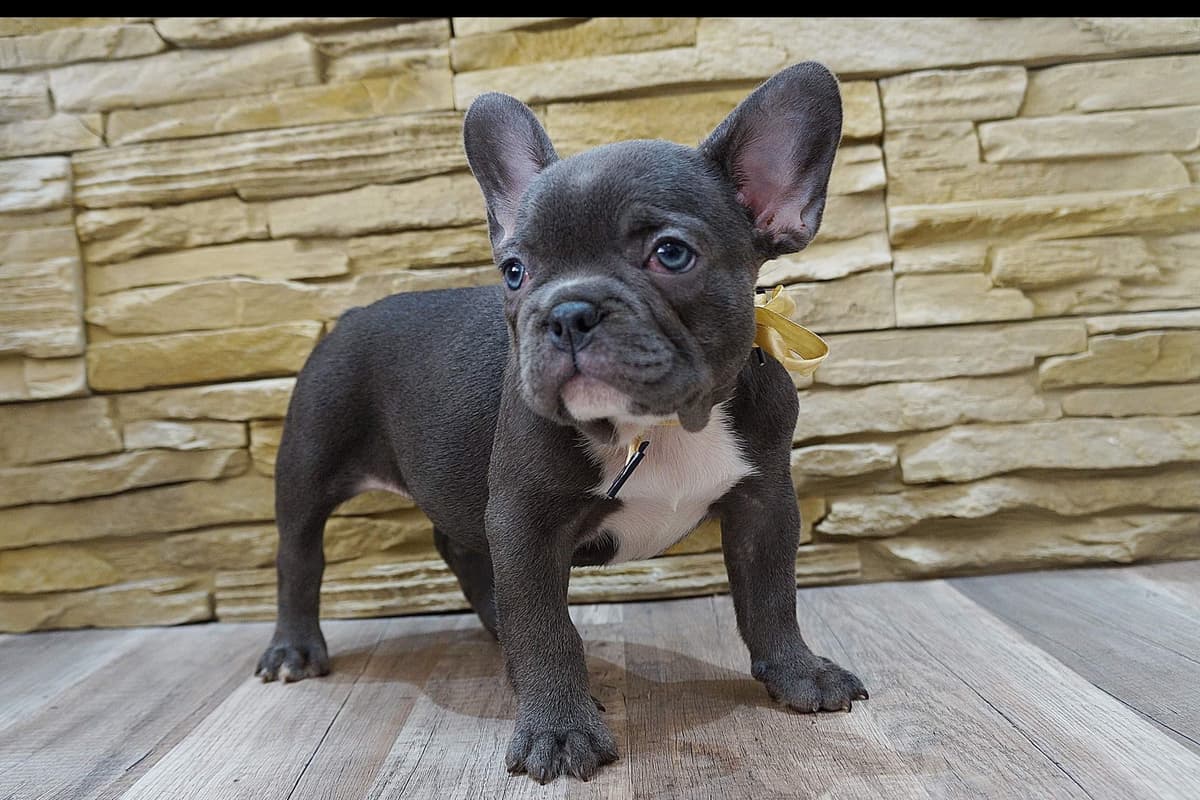 French Bulldog Puppies Blue's and Lilacs breeder image 8