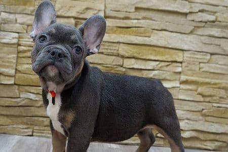 French Bulldog Puppies Blue's and Lilacs breeder image 13