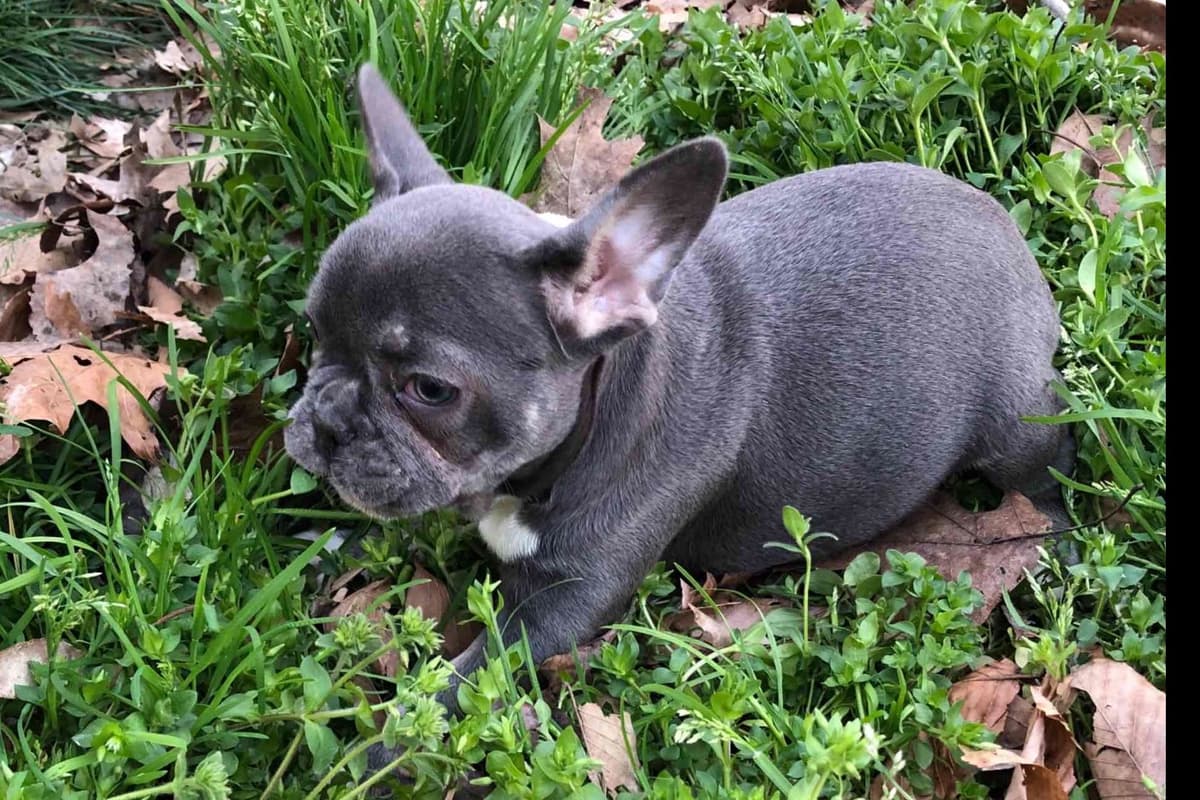 French Bulldog Puppies Blue's and Lilacs breeder image 12