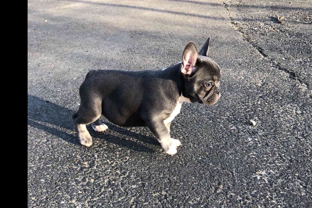 French Bulldog Puppies Blue's and Lilacs breeder image 14