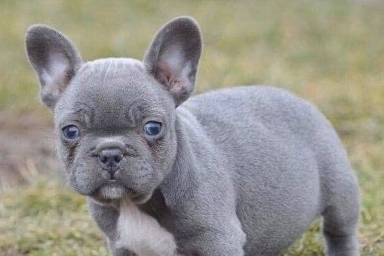 French Bulldog Puppies Blue's and Lilacs breeder image 15