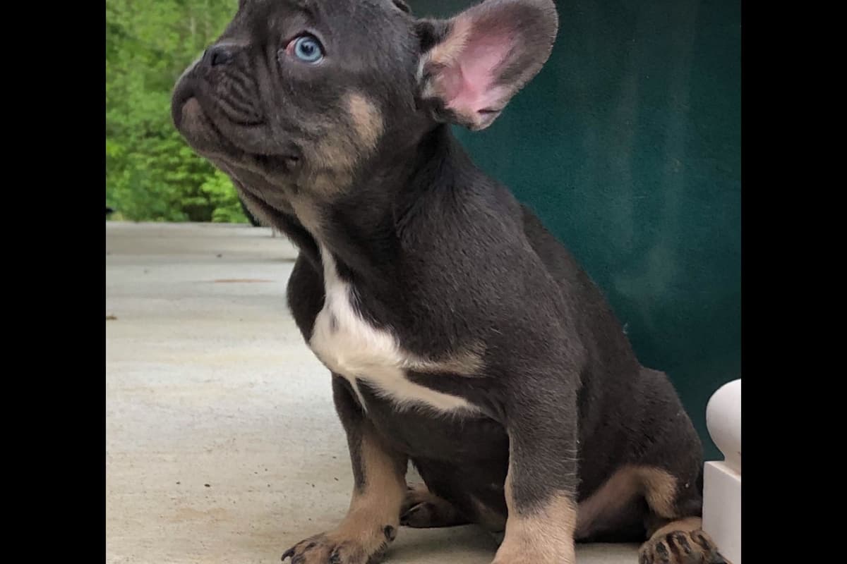 French Bulldog Puppies Blue's and Lilacs breeder image 7