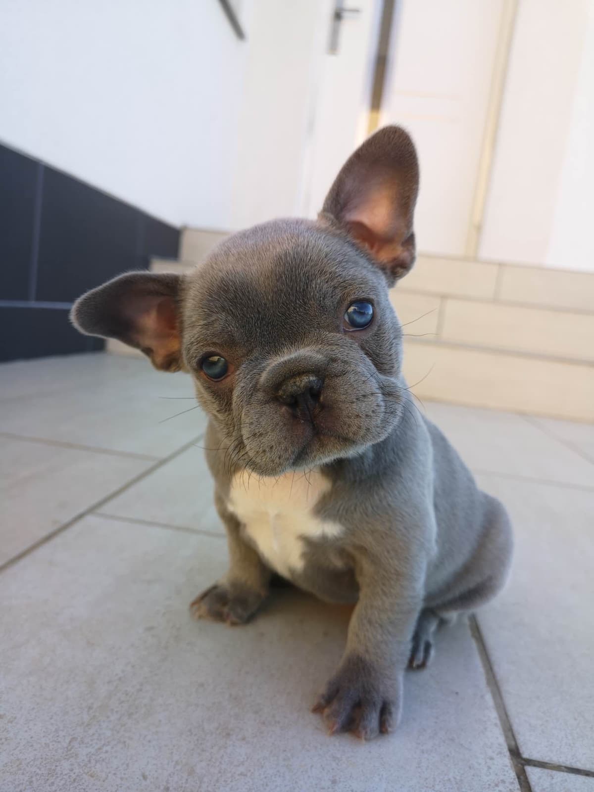 French Bulldog Puppies Blue's and Lilacs breeder image 4