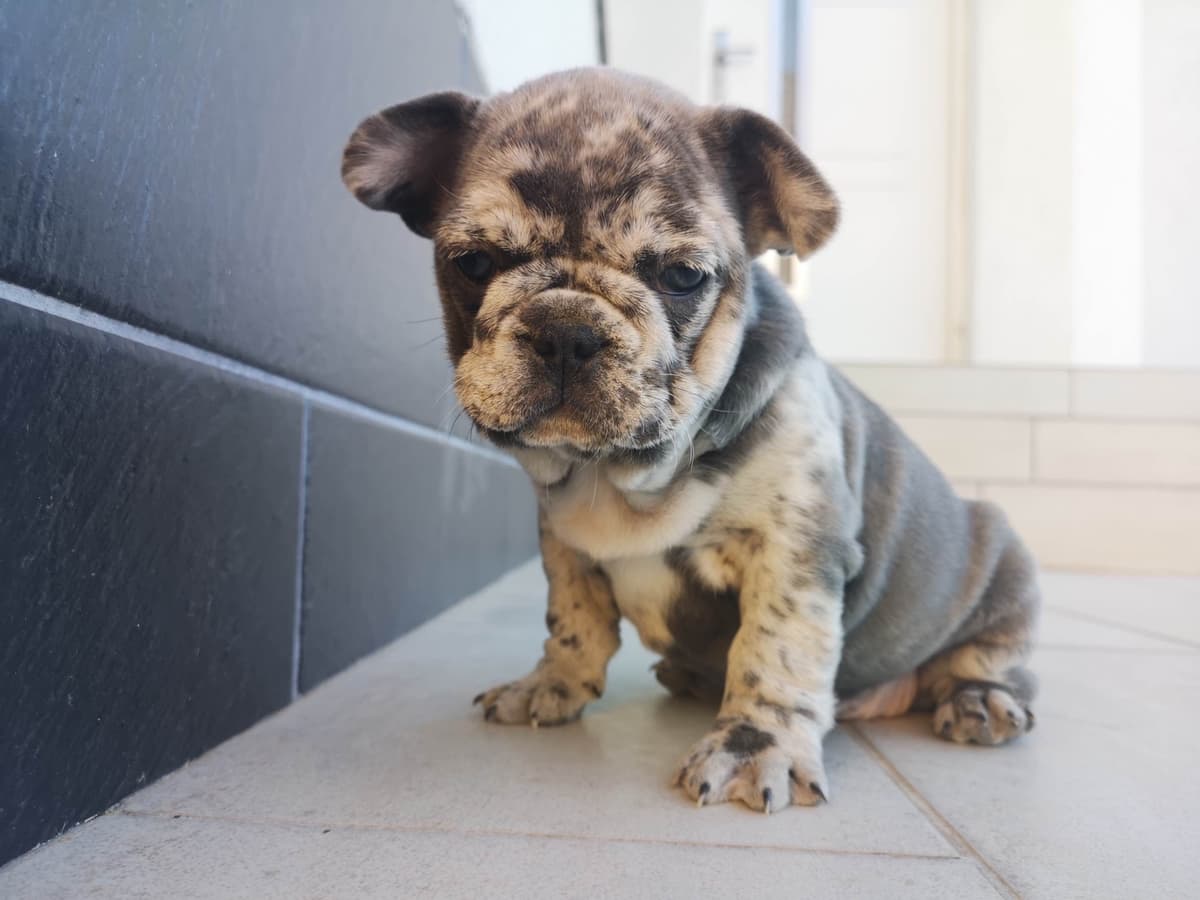 French Bulldog Puppies Blue's and Lilacs breeder image 10
