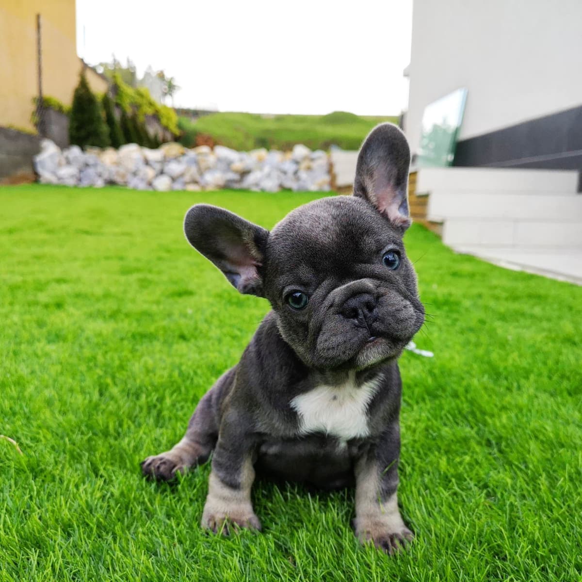 French Bulldog Puppies Blue's and Lilacs breeder image 1
